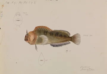 Tasmanian Blenny, Parablennius tasmanianus